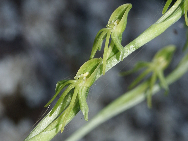 Habenaria tridactylites