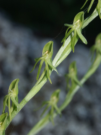 Habenaria tridactylites