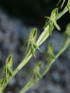 Habenaria tridactylites