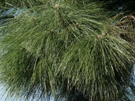 Pinus canariensis