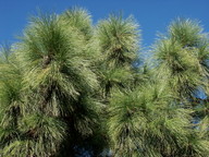 Pinus canariensis