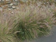 Pennisetum setaceum