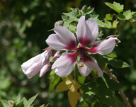 Lavatera acerifolia