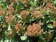 Rumex lunaria