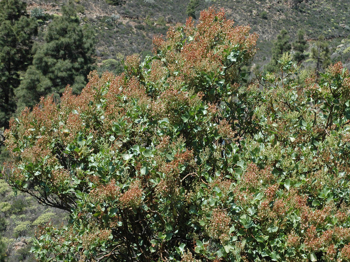 Rumex lunaria