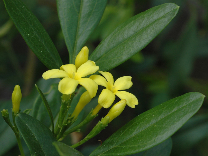 Jasminum odoratissimum