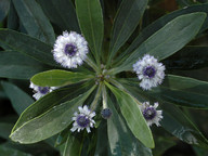 Globularia salicina