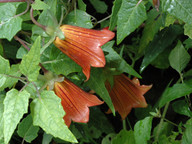 Canarina canariensis