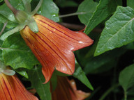 Canarina canariensis