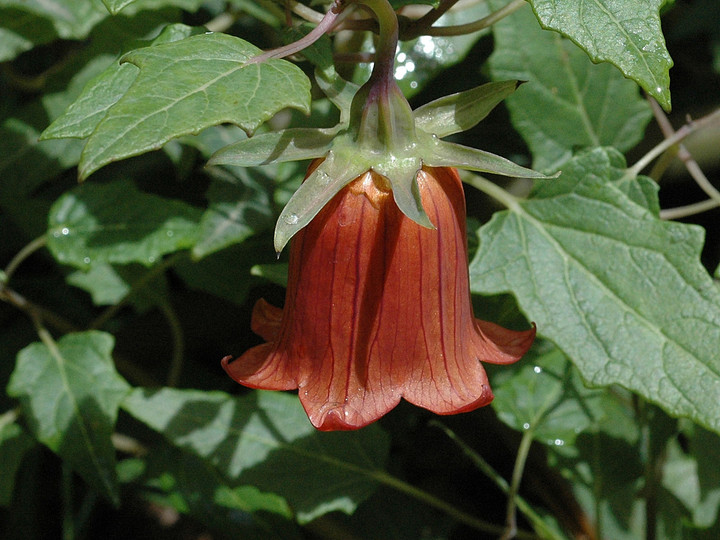 Canarina canariensis