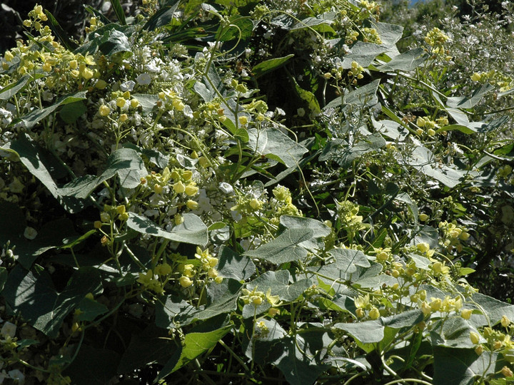 Bryonia verrucosa