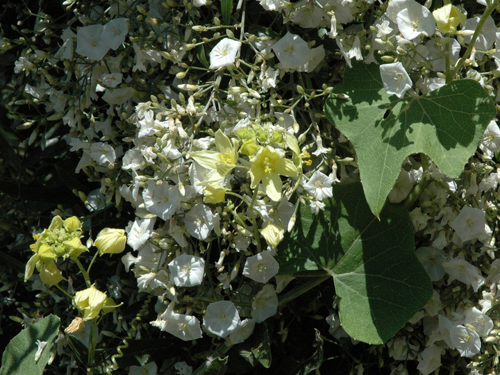 Bryonia verrucosa