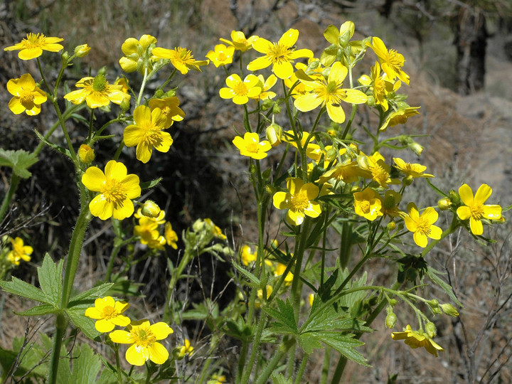 Ranunculus cortusifolius