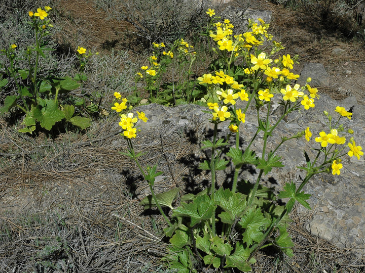 Ranunculus cortusifolius