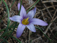 Romulea grandiscapa