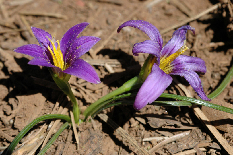 Romulea grandiscapa