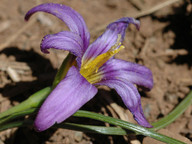 Romulea grandiscapa