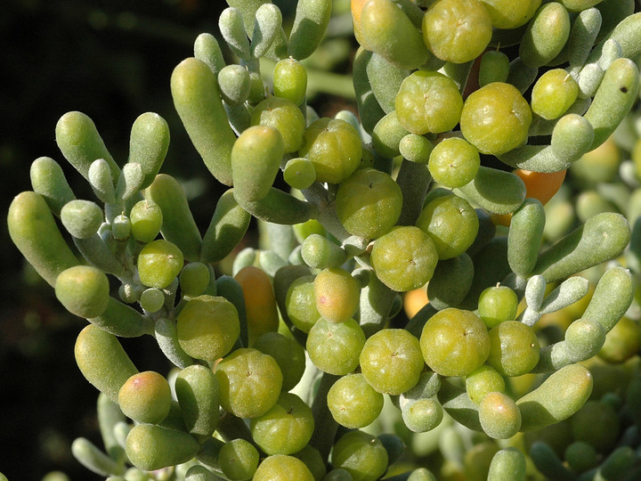 Zygophyllum fontanesii