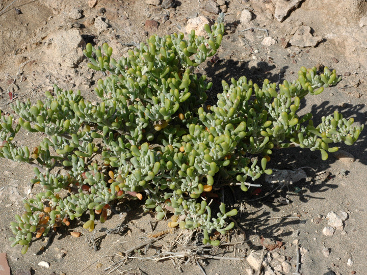 Zygophyllum fontanesii