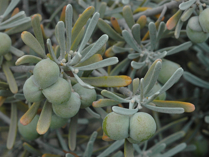 Neochamaelea pulverulenta