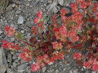 Rumex sp.