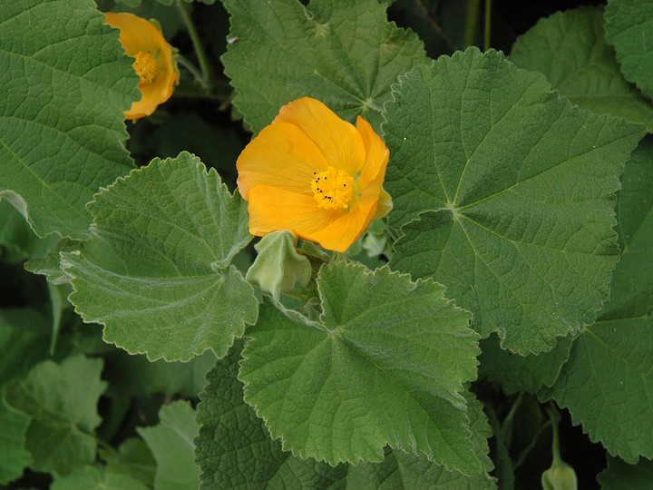 Abutilon grandifolium