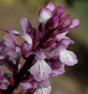 Orchis canariensis