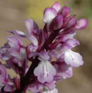 Orchis canariensis