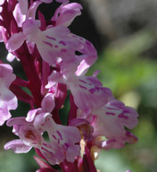 Orchis canariensis