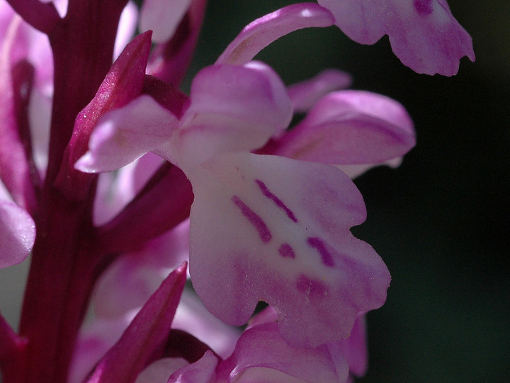 Orchis canariensis