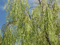 Plocama pendula