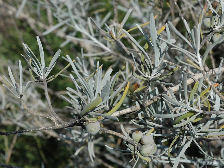 Neochamaelea pulverulenta