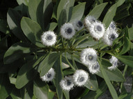 Globularia salicina