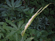 Dracunculus canariensis
