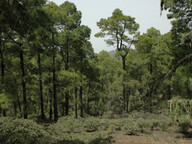 Pinus canariensis