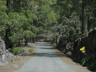 Pinus canariensis