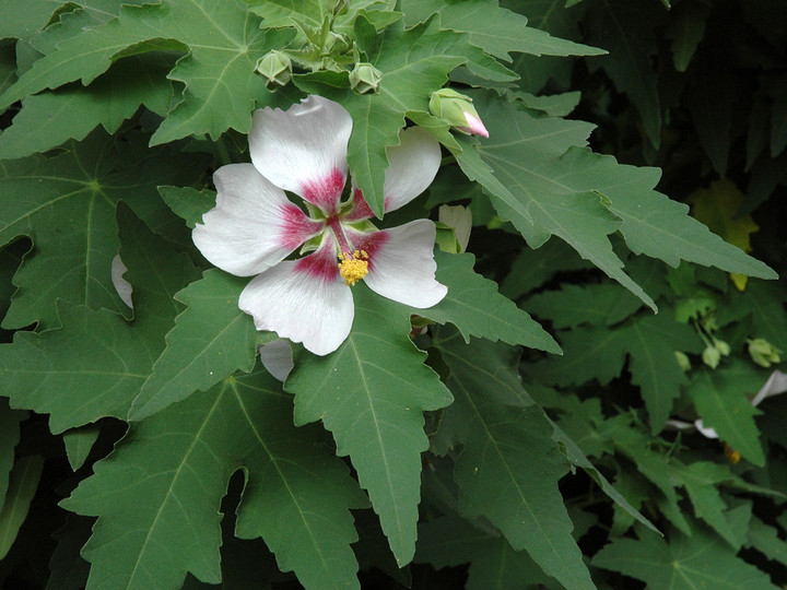 Lavatera acerifolia