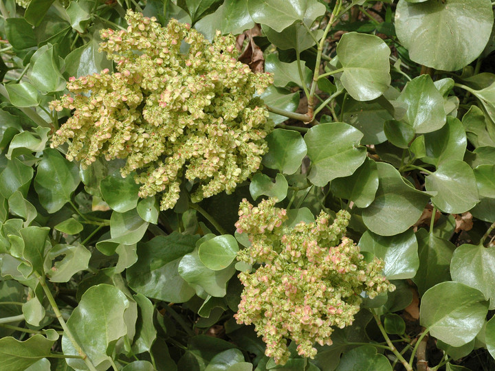 Rumex lunaria