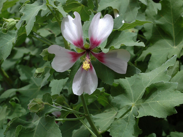 Lavatera acerifolia