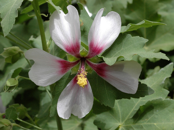 Lavatera acerifolia