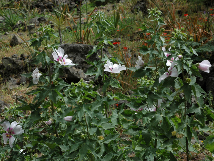 Lavatera acerifolia