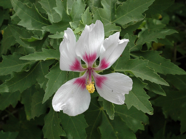 Lavatera acerifolia