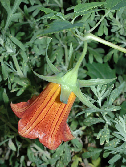 Canarina canariensis