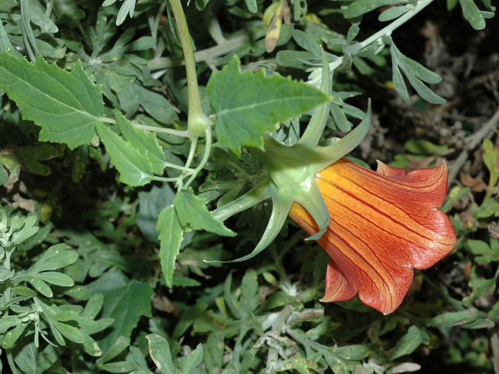 Canarina canariensis