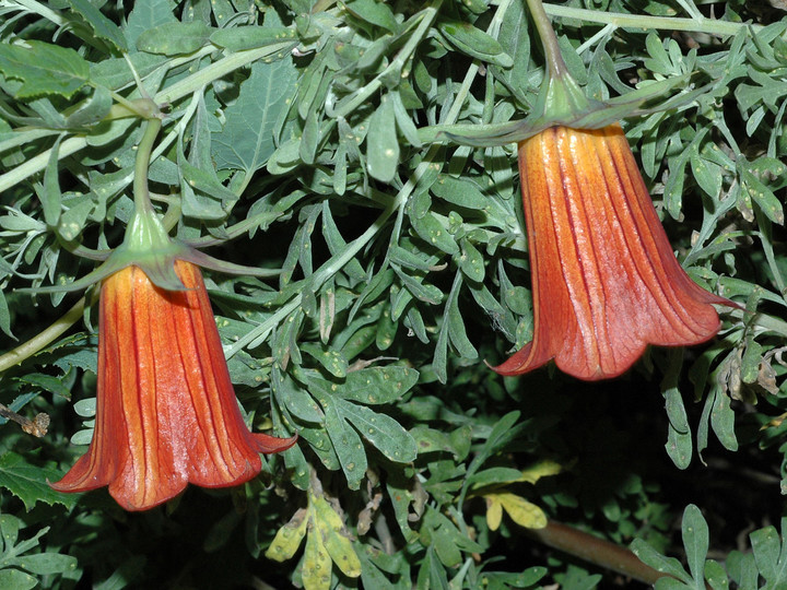 Canarina canariensis