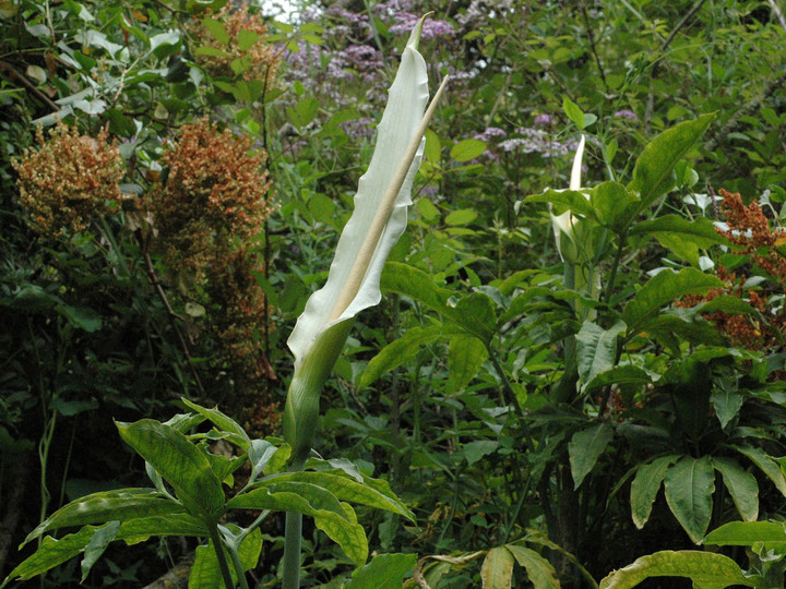 Dracunculus canariensis