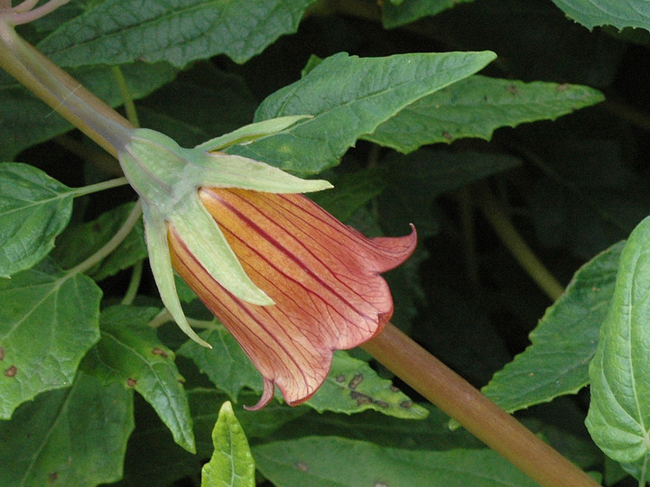 Canarina canariensis