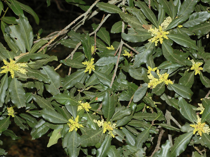 Myrica faya