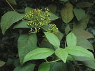 Viburnum rigidum