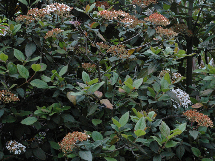 Viburnum rigidum